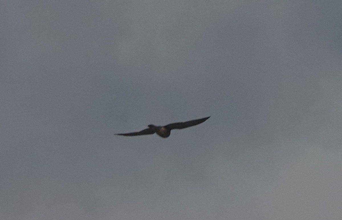 dřemlík tundrový - ML646317460