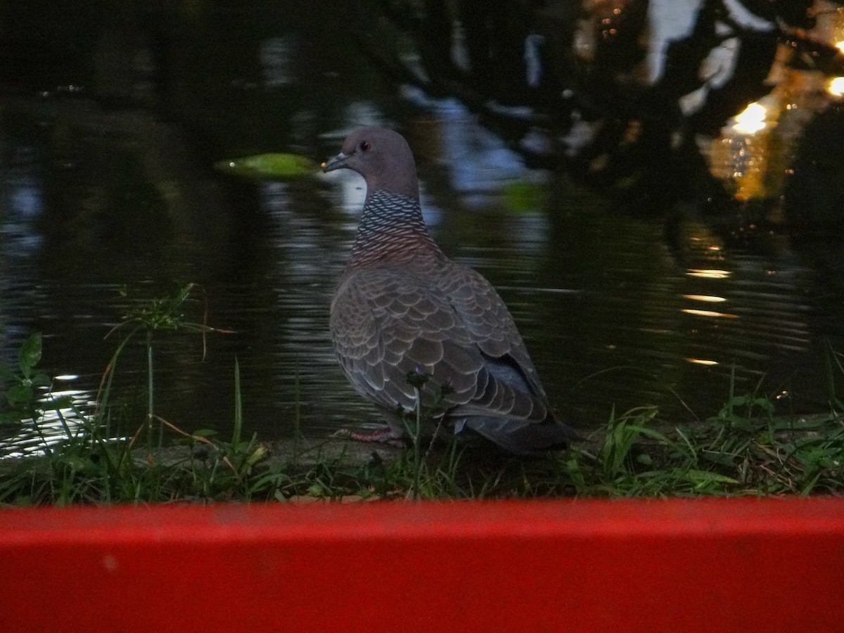 holub pikazuro - ML646317461