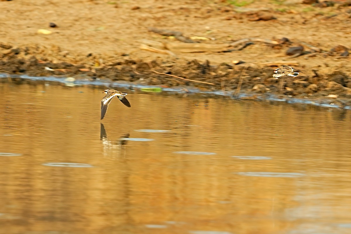kulík černočelý - ML646317462