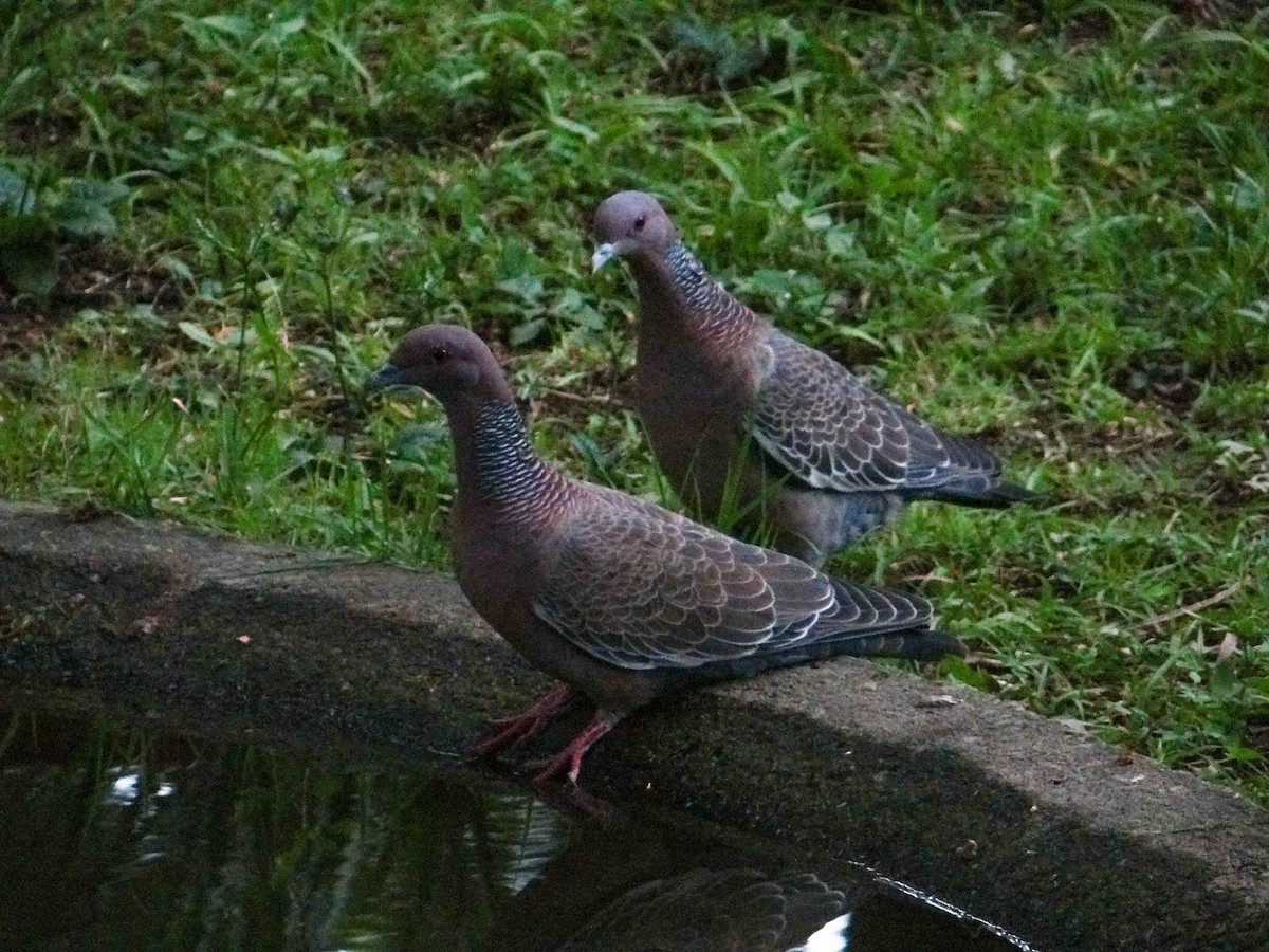 holub pikazuro - ML646317463