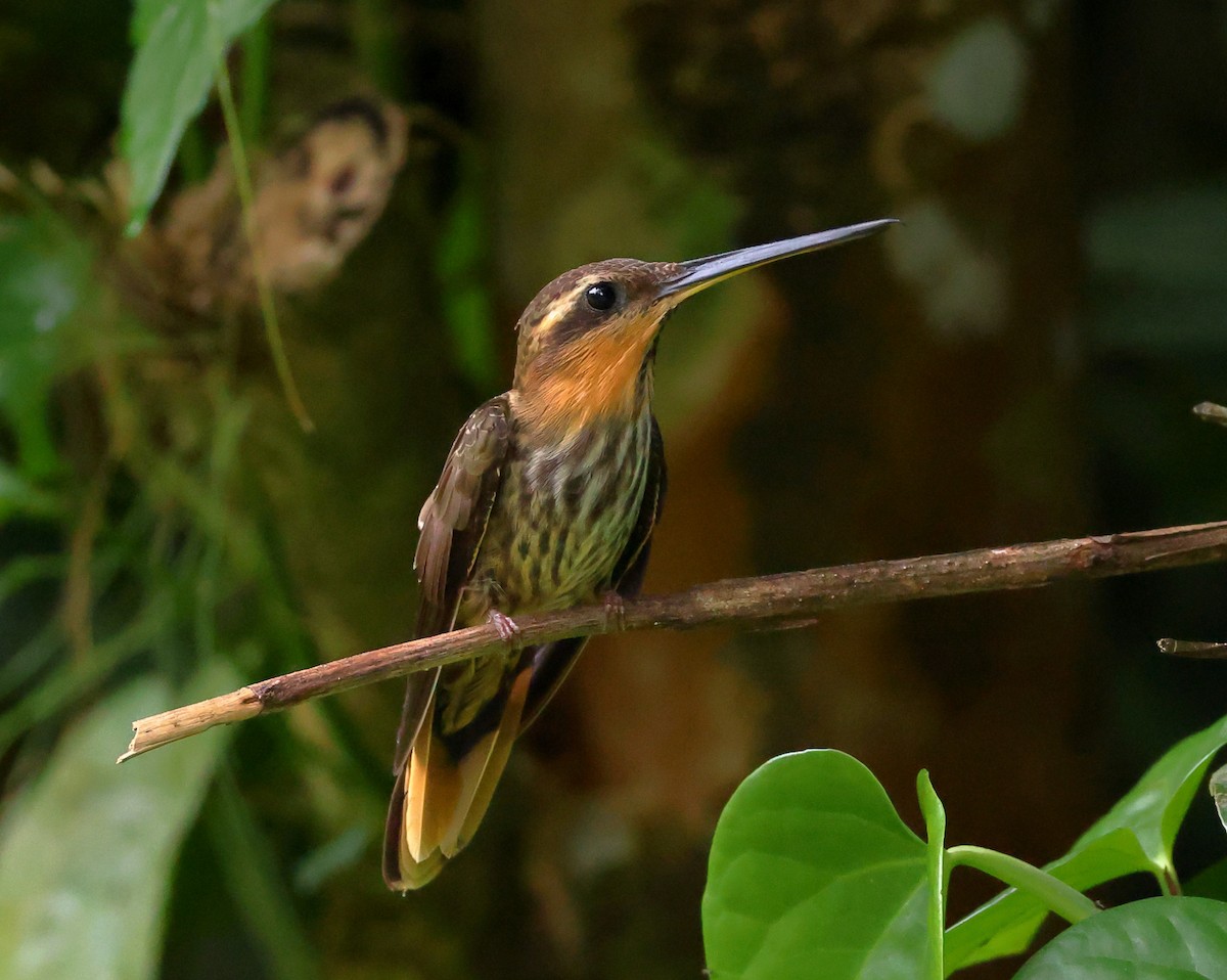 kolibřík pilozobý - ML646317464