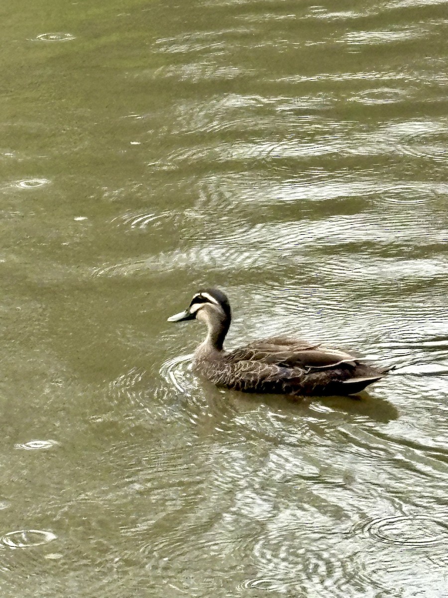 kachna pruhohlavá - ML646317465