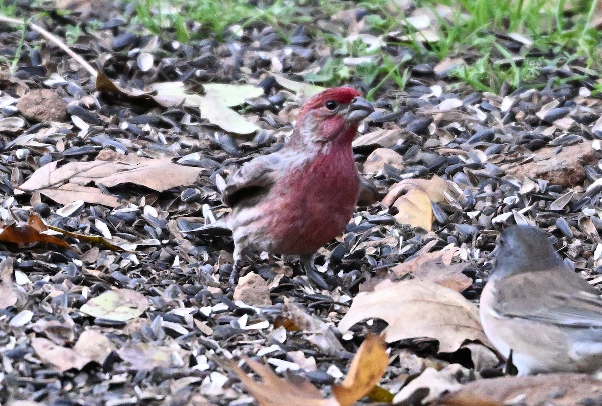 hýl rudoprsý - ML646317466