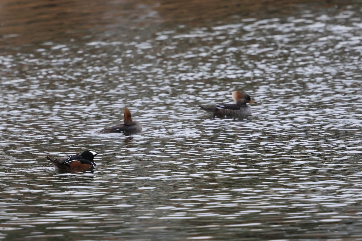 morčák chocholatý - ML646317467