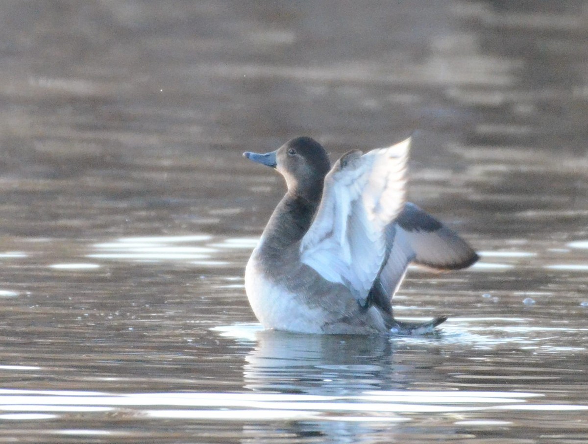 polák americký - ML646317468