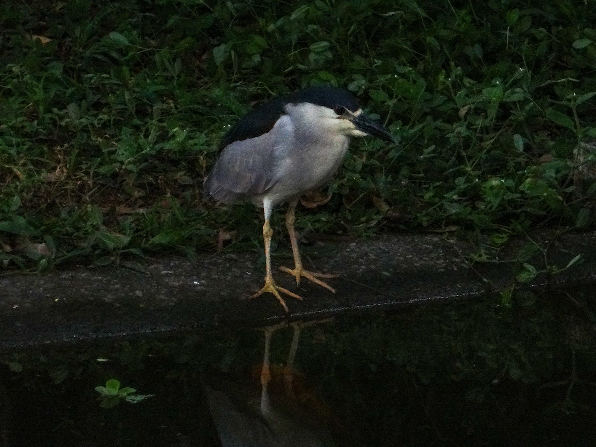 kvakoš noční - ML646317469