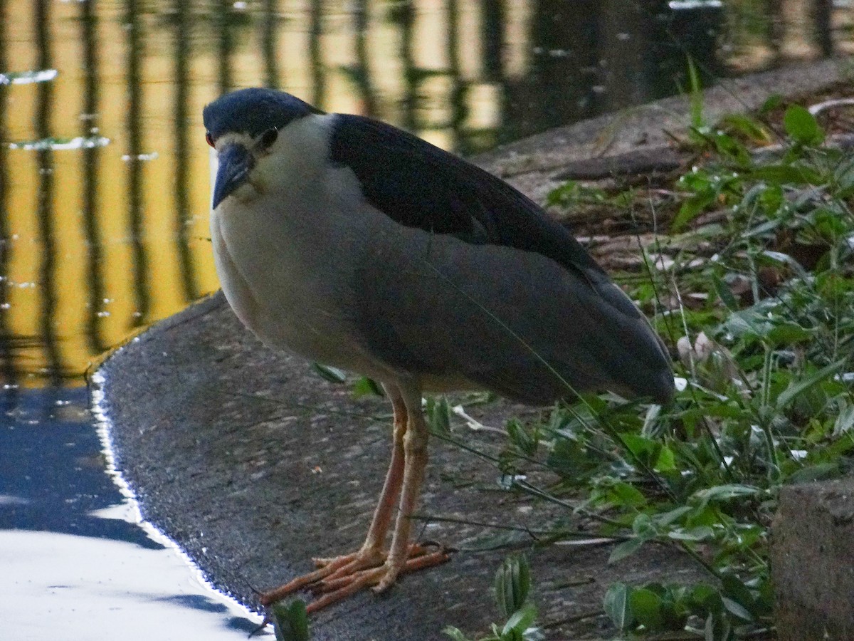 kvakoš noční - ML646317470