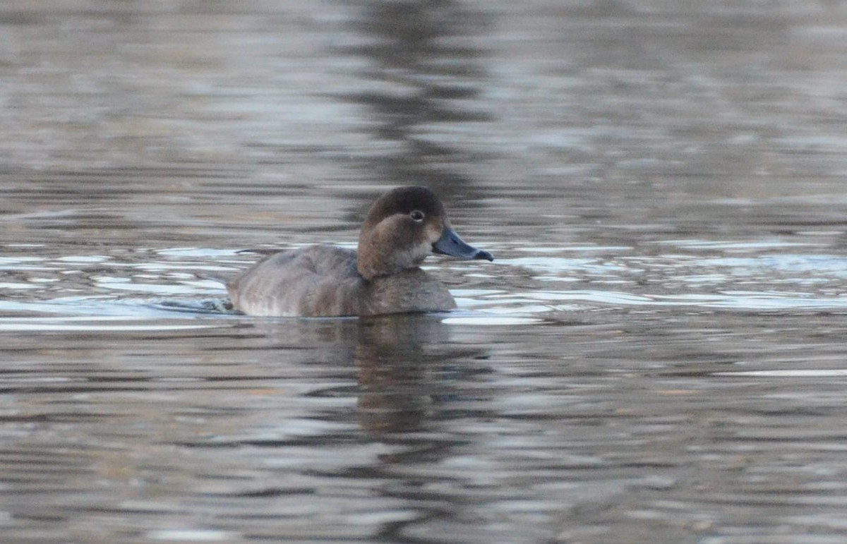 polák americký - ML646317471