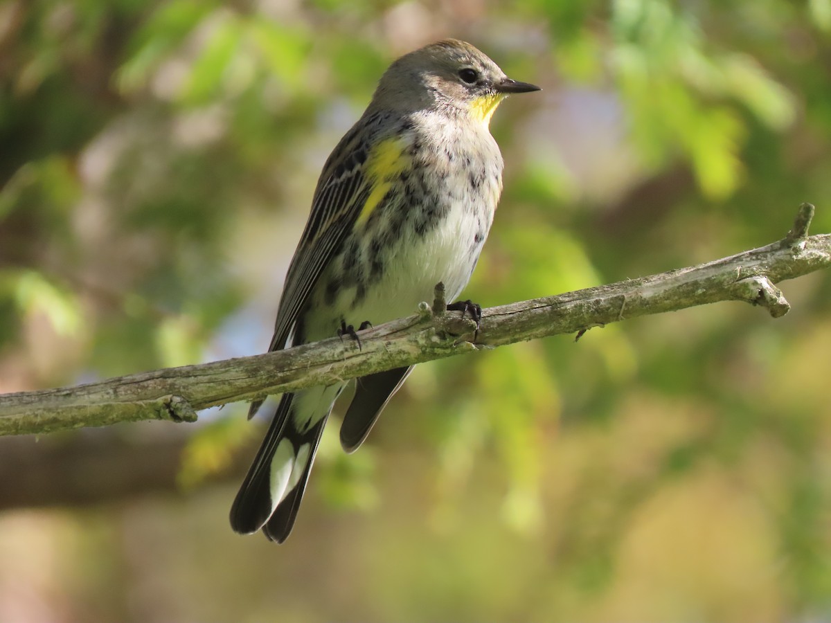 lesňáček žlutoskvrnný (ssp. auduboni) - ML646317474