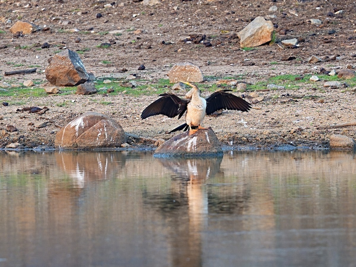 anhinga australská - ML646317478