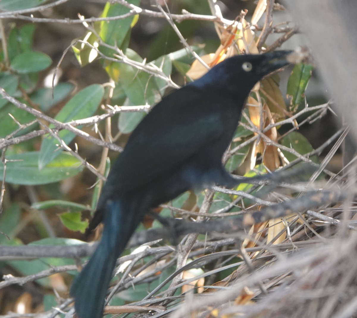 Carib Grackle - ML646317479