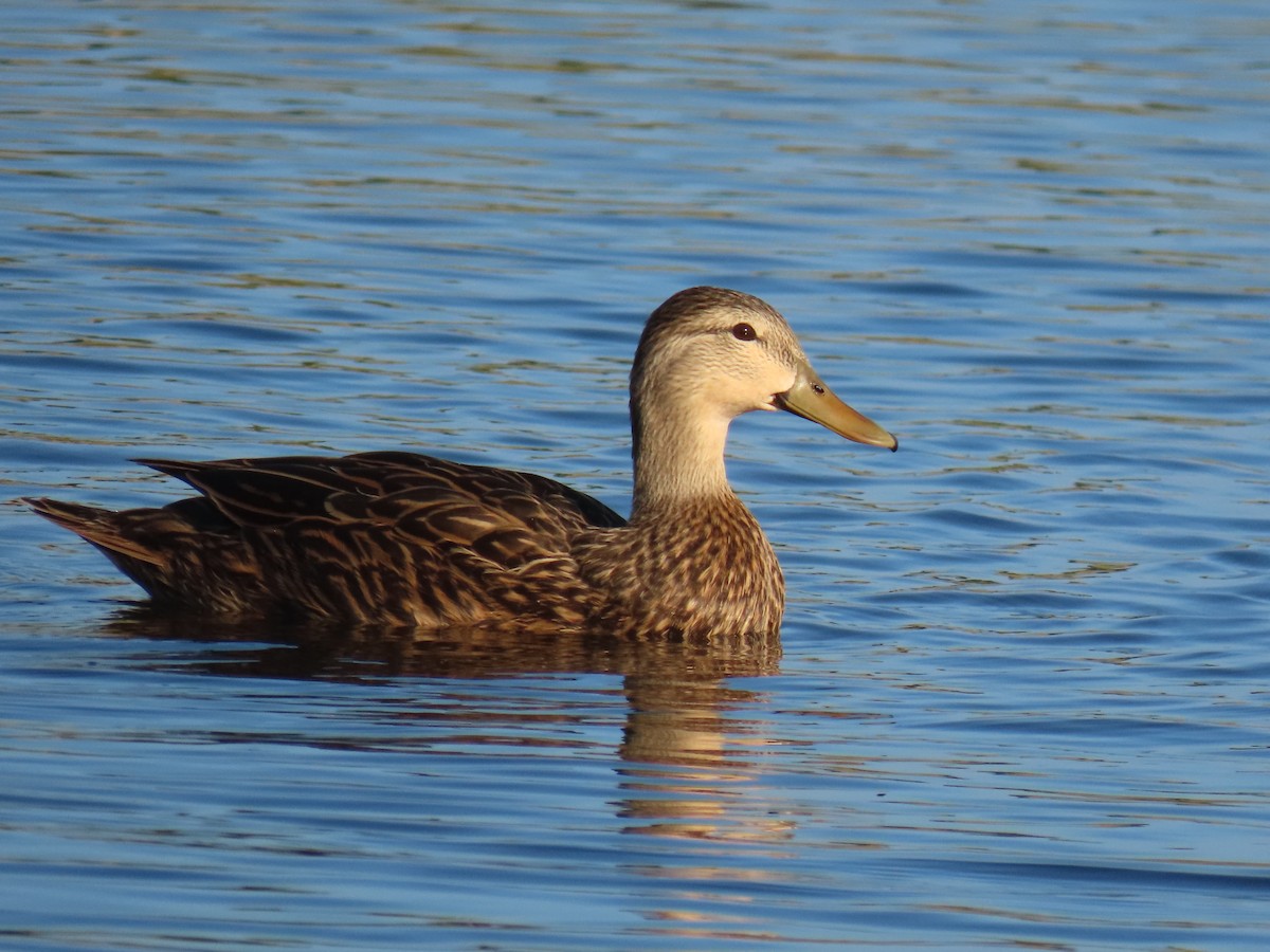 kachna divoká/pobřežní - ML646317480