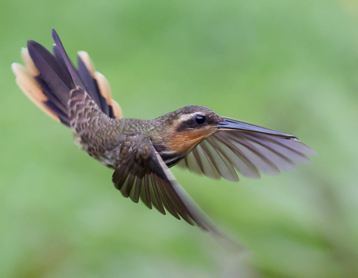 kolibřík pilozobý - ML646317481