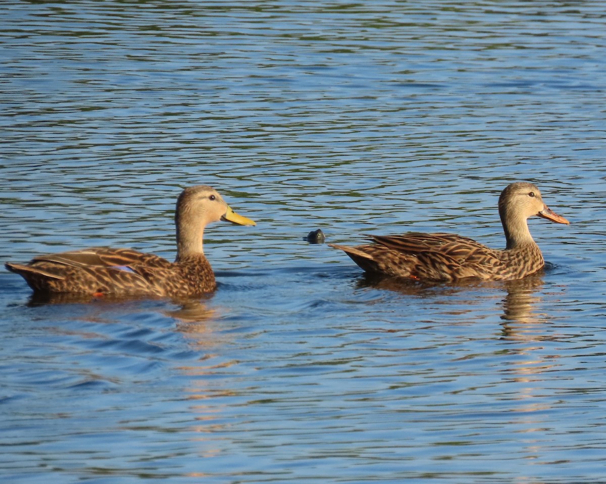 kachna divoká/pobřežní - ML646317482