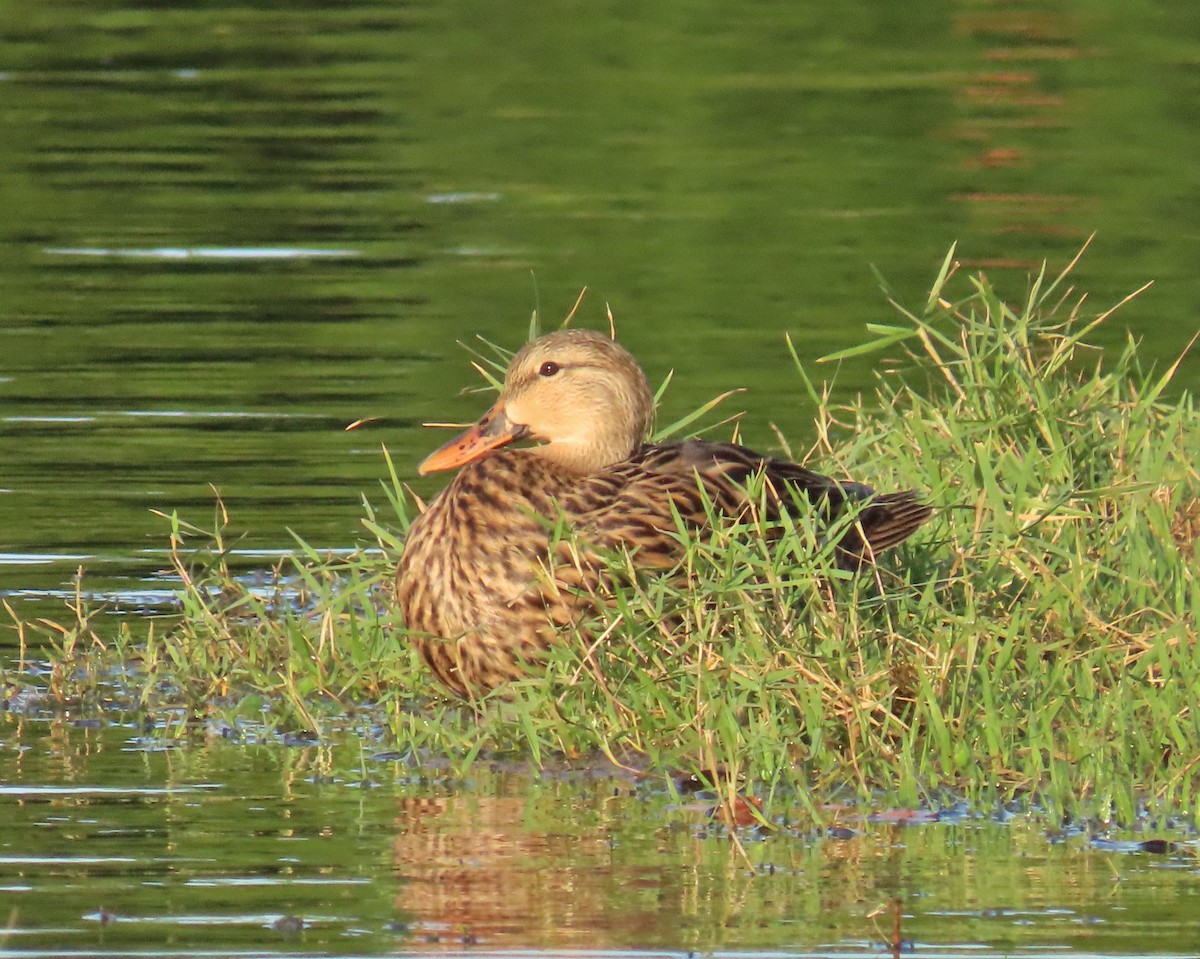 kachna divoká/pobřežní - ML646317483