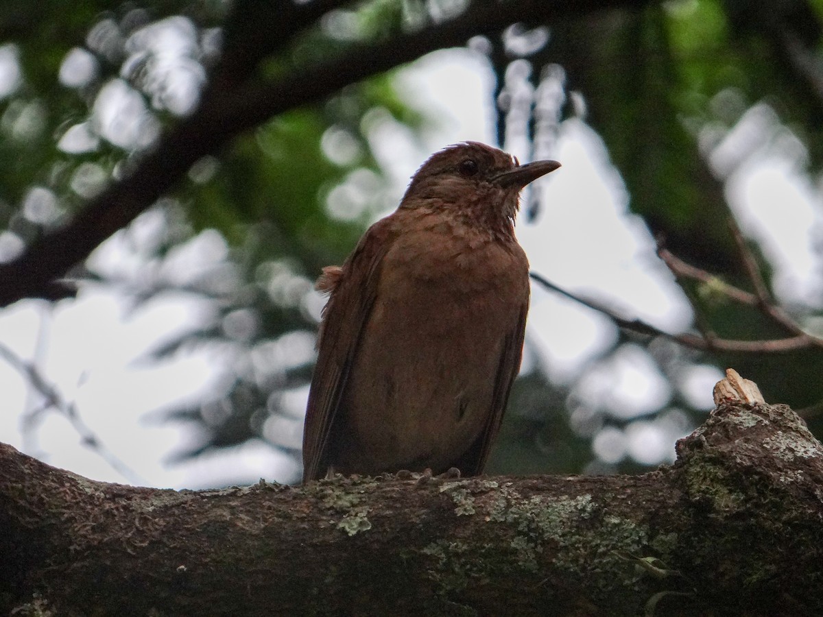 drozd bledoprsý - ML646317484