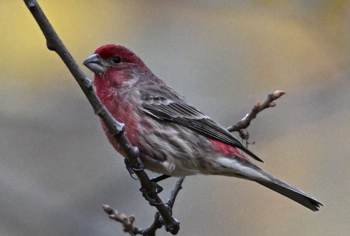 hýl rudoprsý - ML646317485