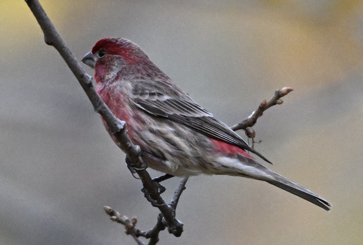 House Finch - ML646317486