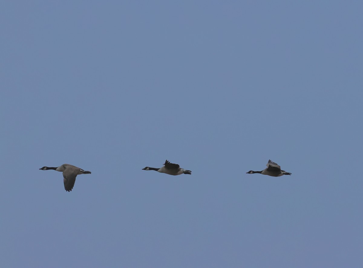 berneška velká - ML646317487