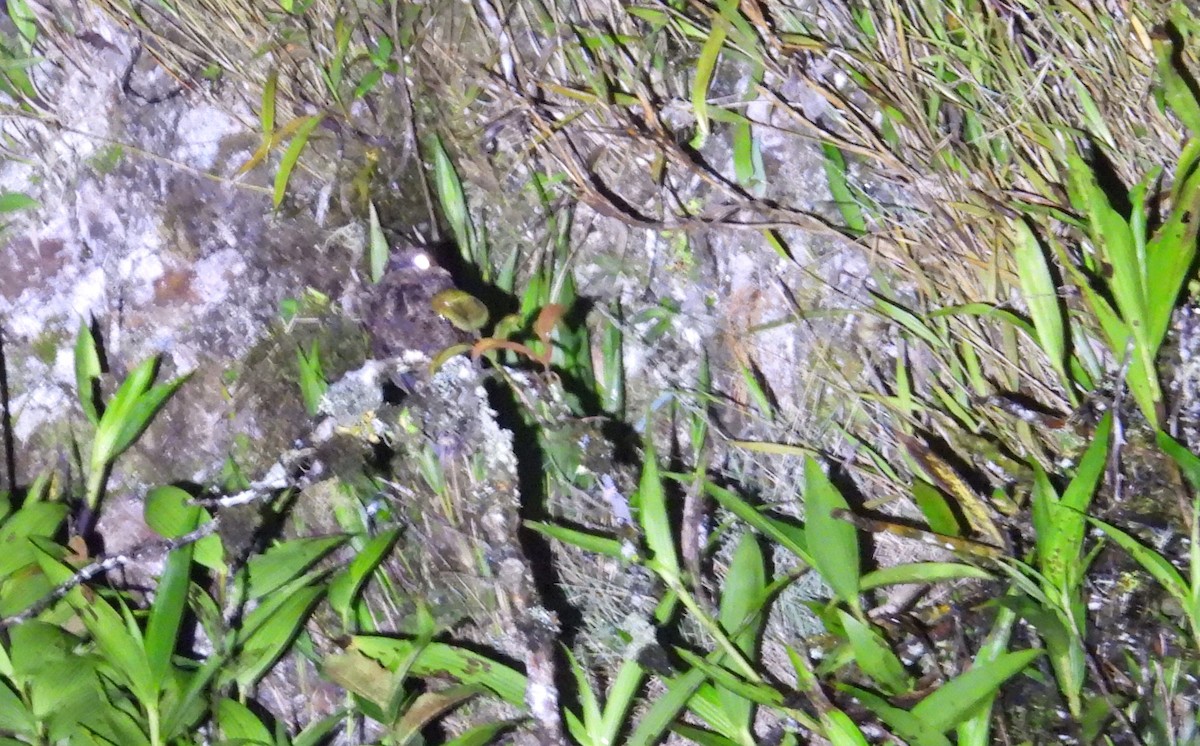 Lyre-tailed Nightjar - ML646317488