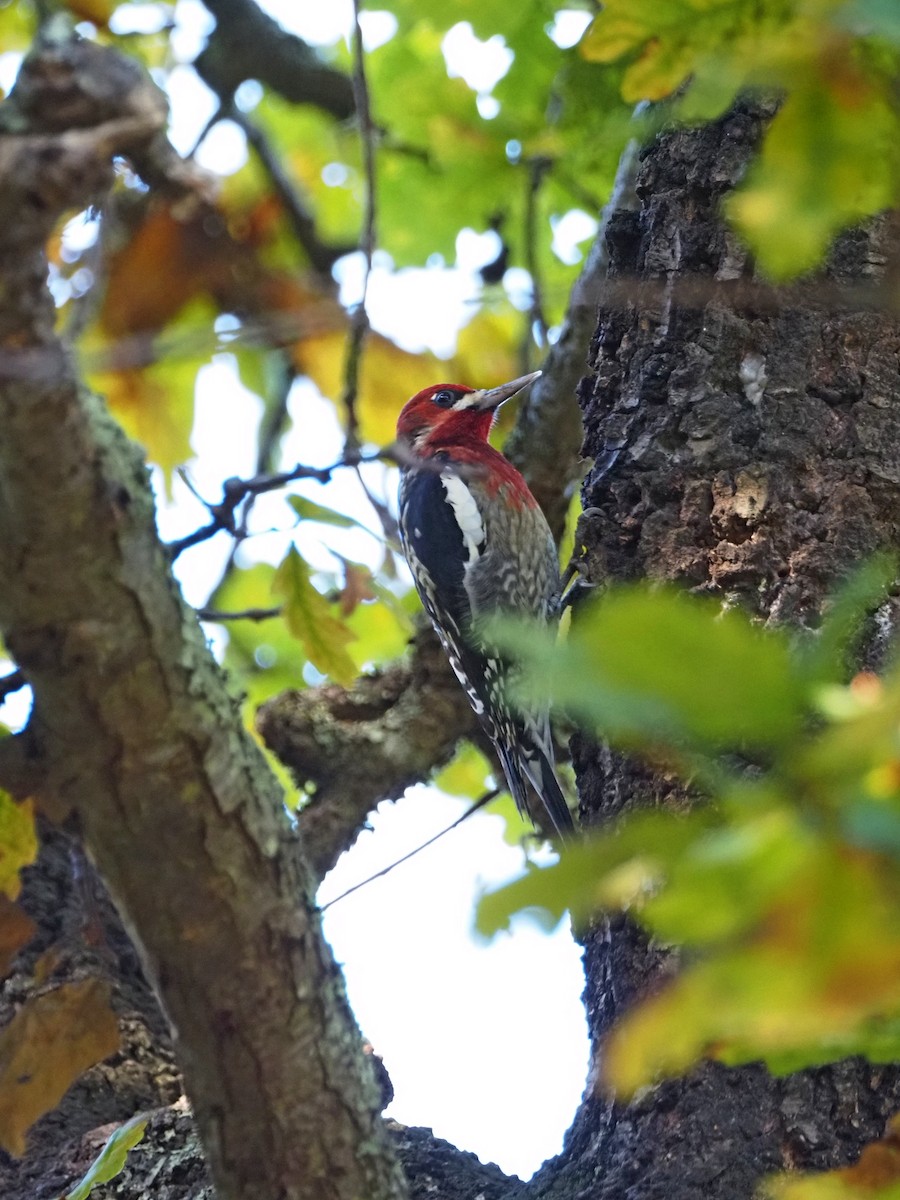Red-breasted Sapsucker (daggetti) - ML646317489
