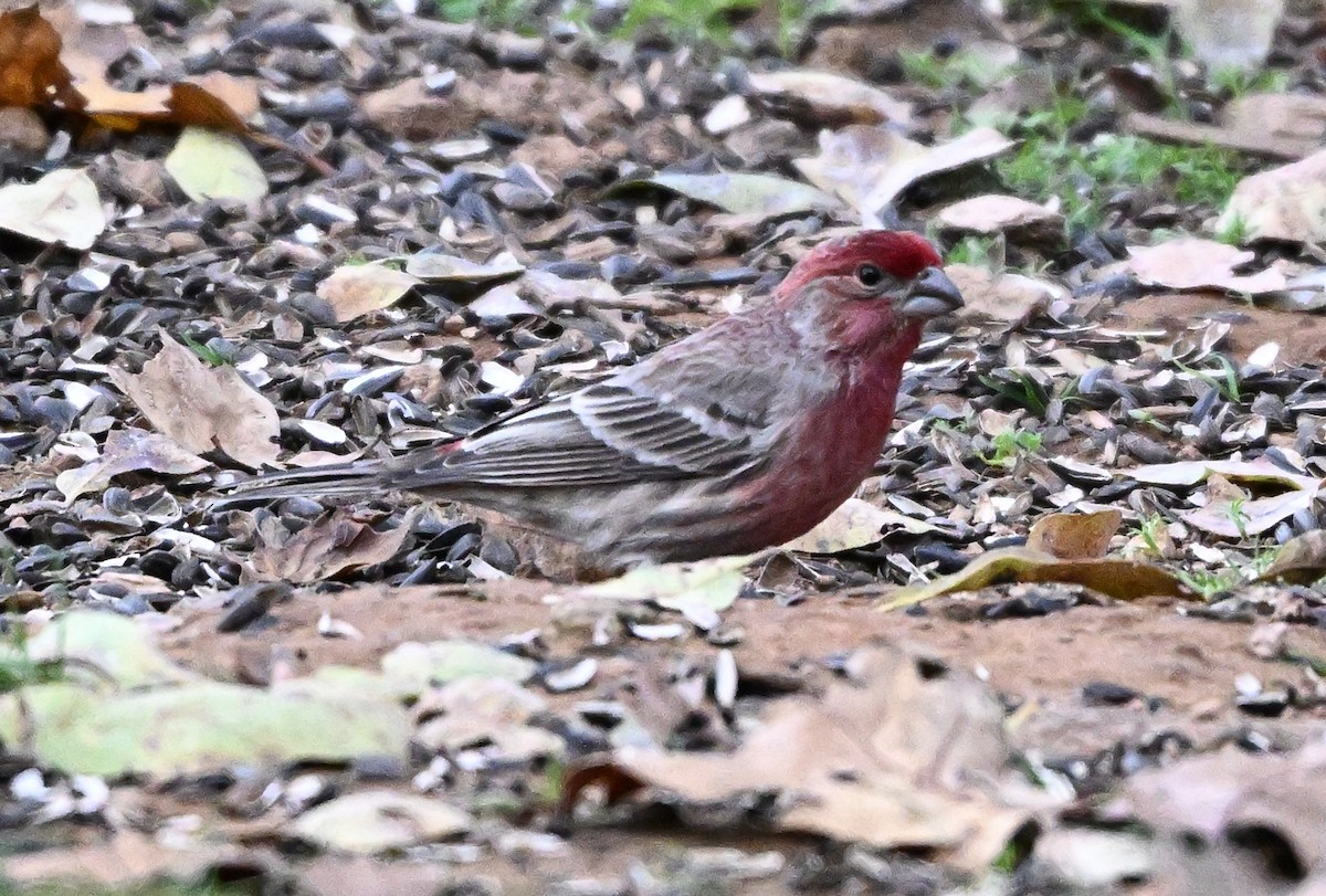 House Finch - ML646317492