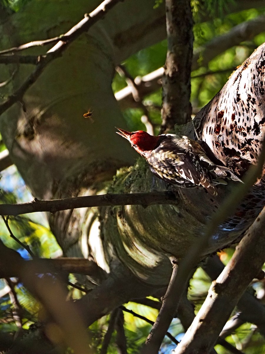 Red-breasted Sapsucker (daggetti) - ML646317501