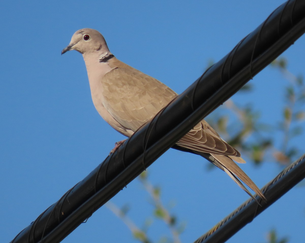 Tourterelle turque - ML646317502