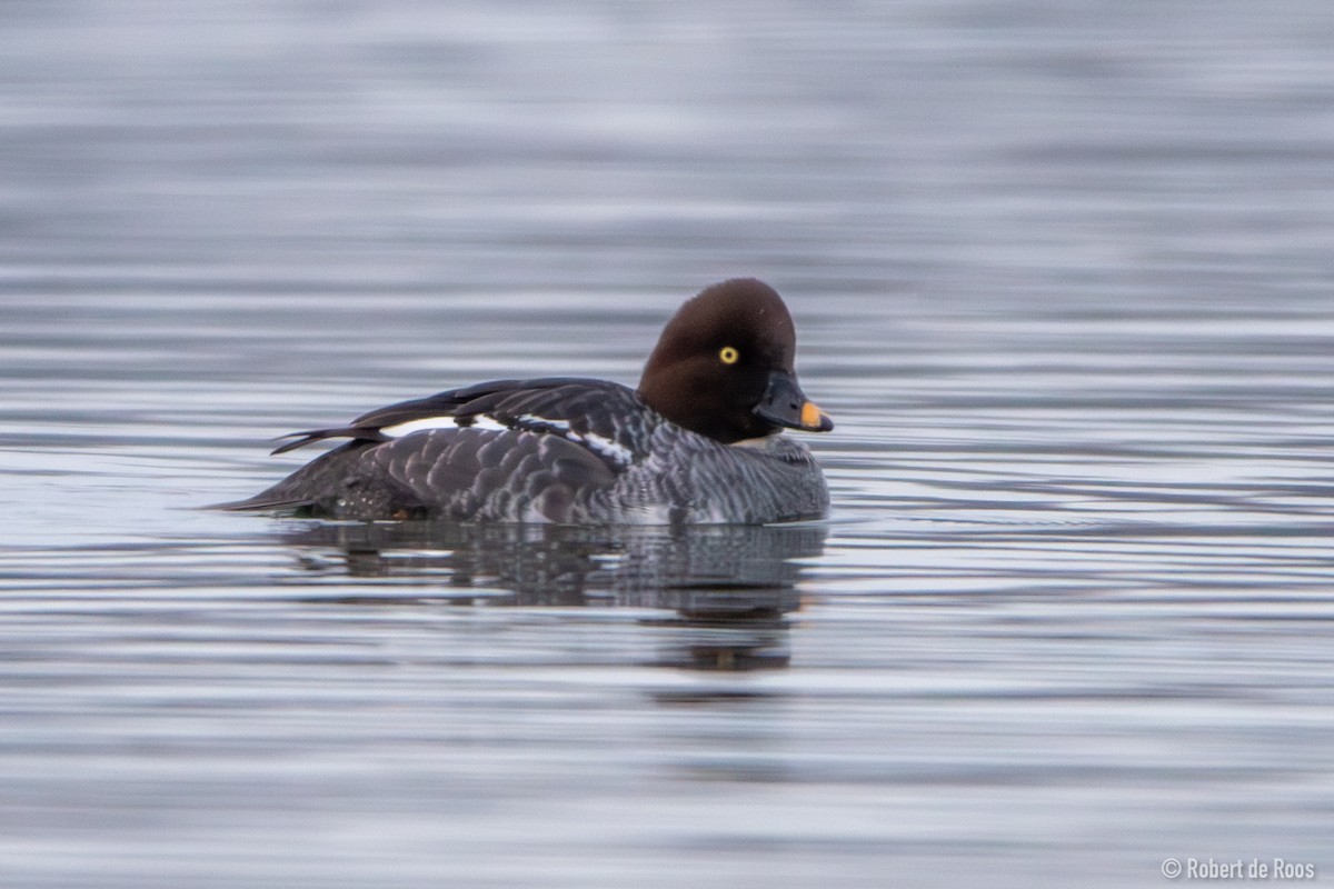 hohol severní - ML646317503