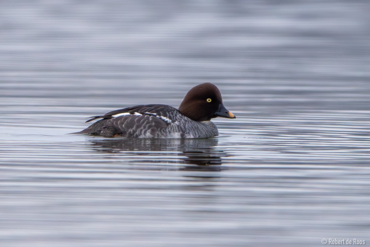 hohol severní - ML646317504