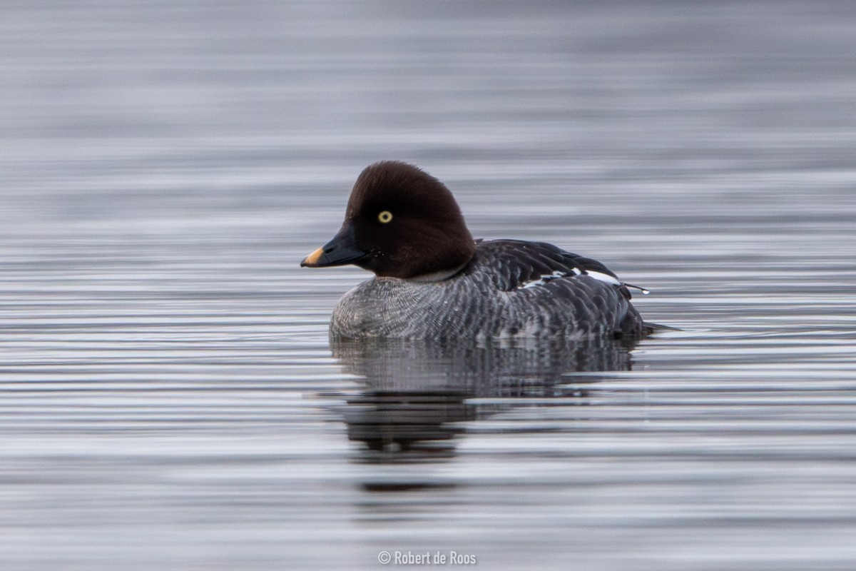 hohol severní - ML646317505