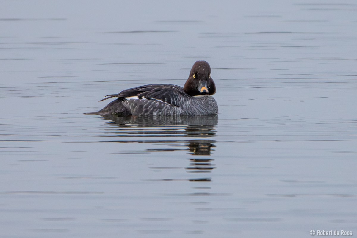 hohol severní - ML646317506