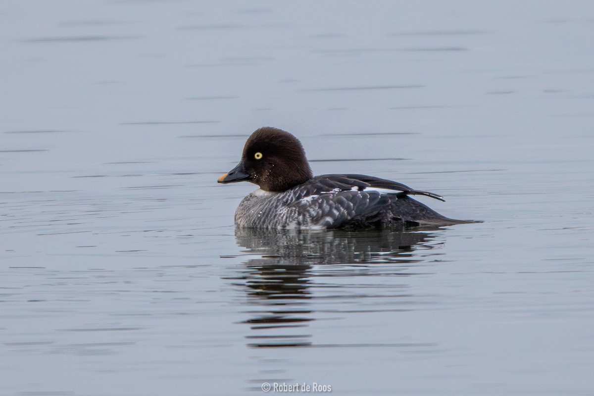 hohol severní - ML646317507