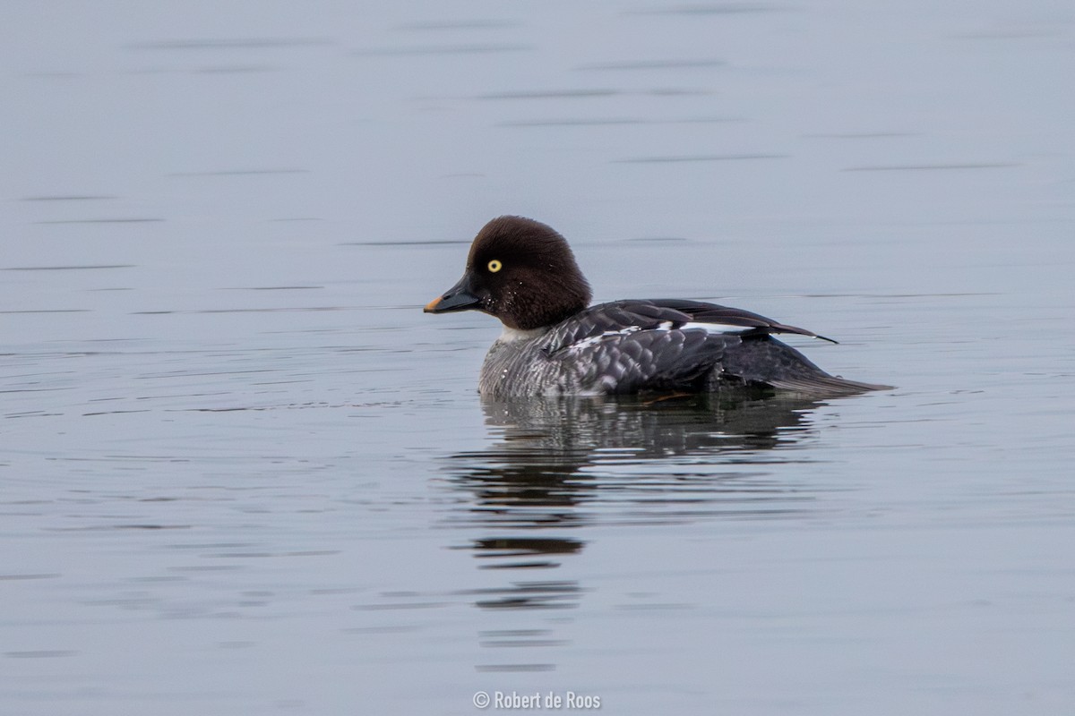 hohol severní - ML646317508