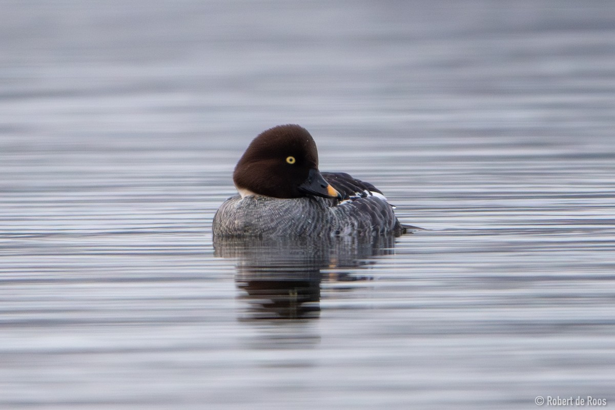 hohol severní - ML646317509