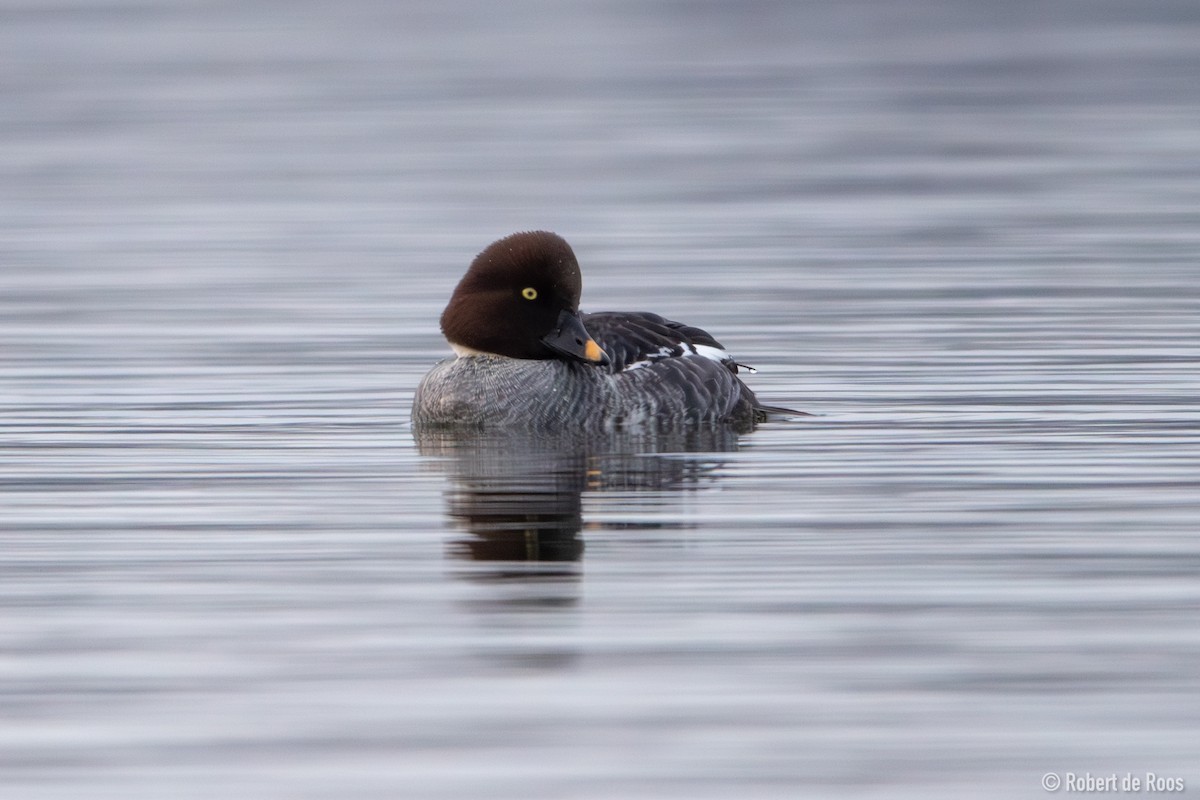 hohol severní - ML646317510