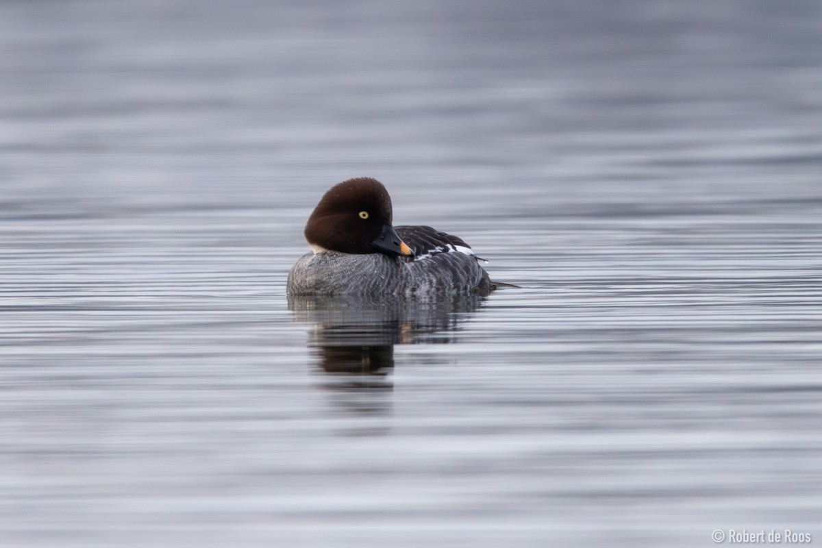 hohol severní - ML646317511