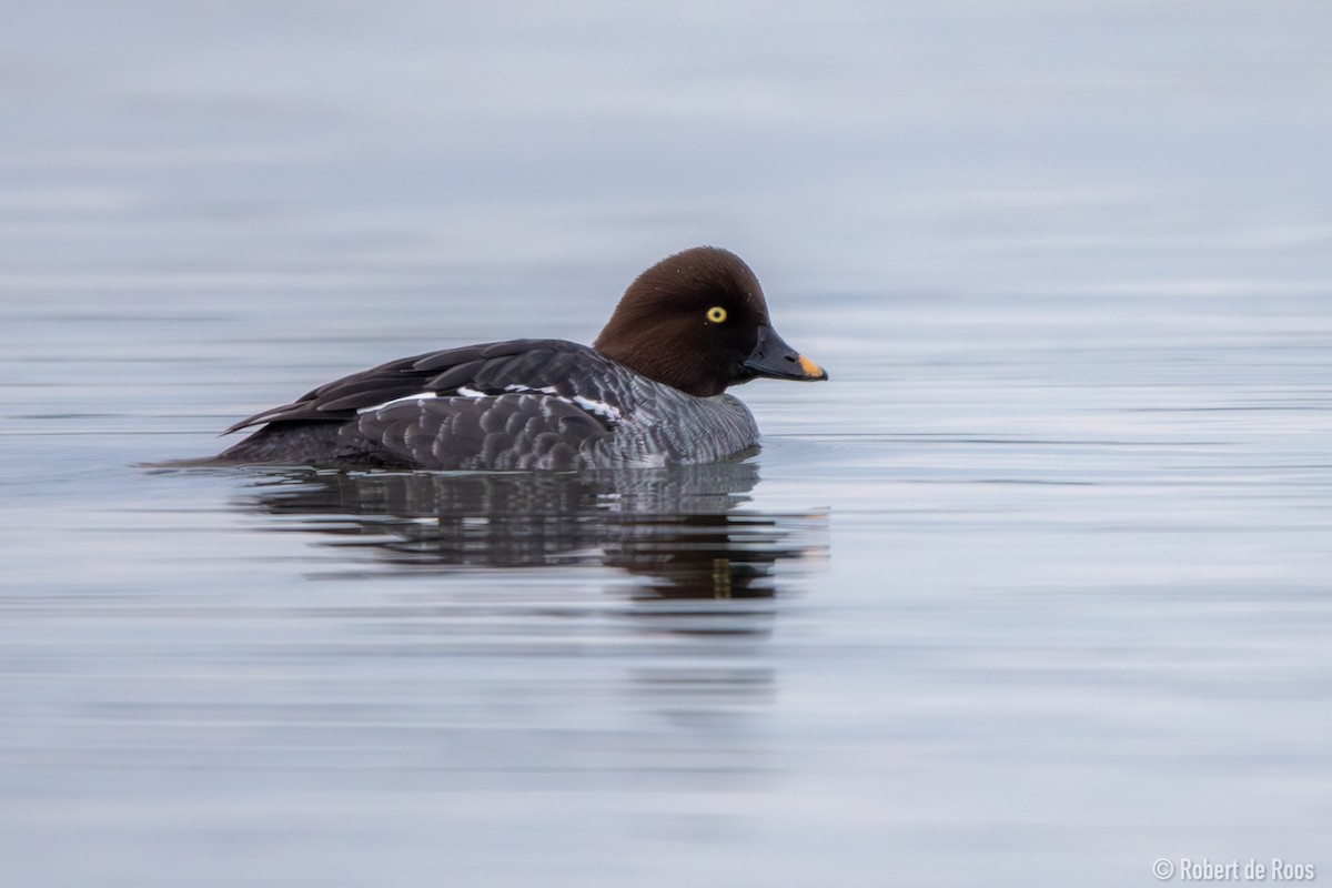 hohol severní - ML646317512