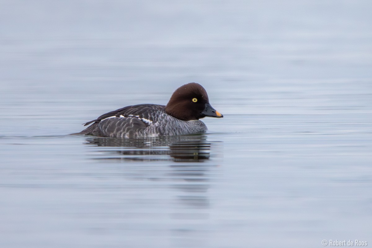 hohol severní - ML646317513