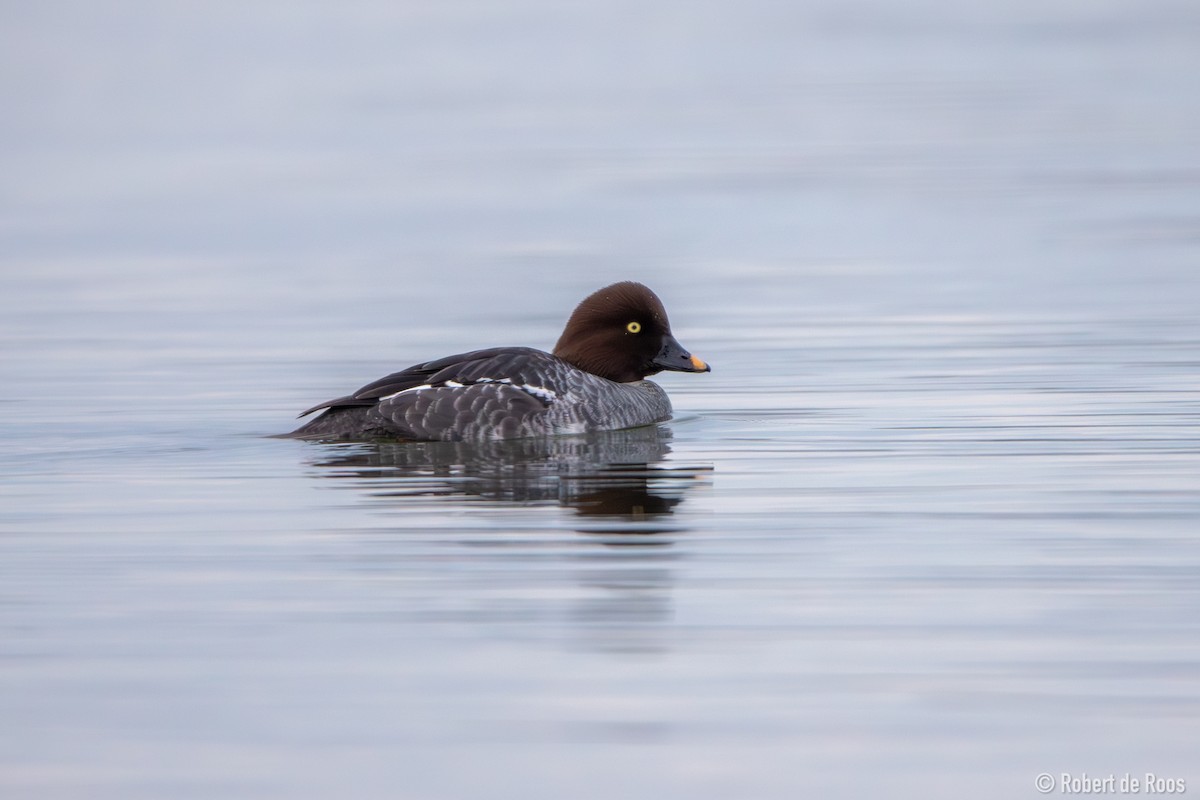 hohol severní - ML646317514