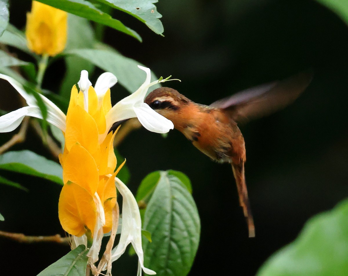 Reddish Hermit - ML646317515