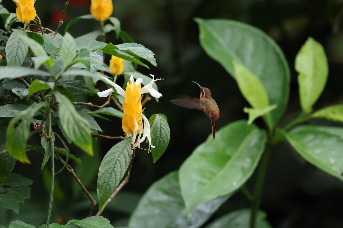 Reddish Hermit - ML646317516