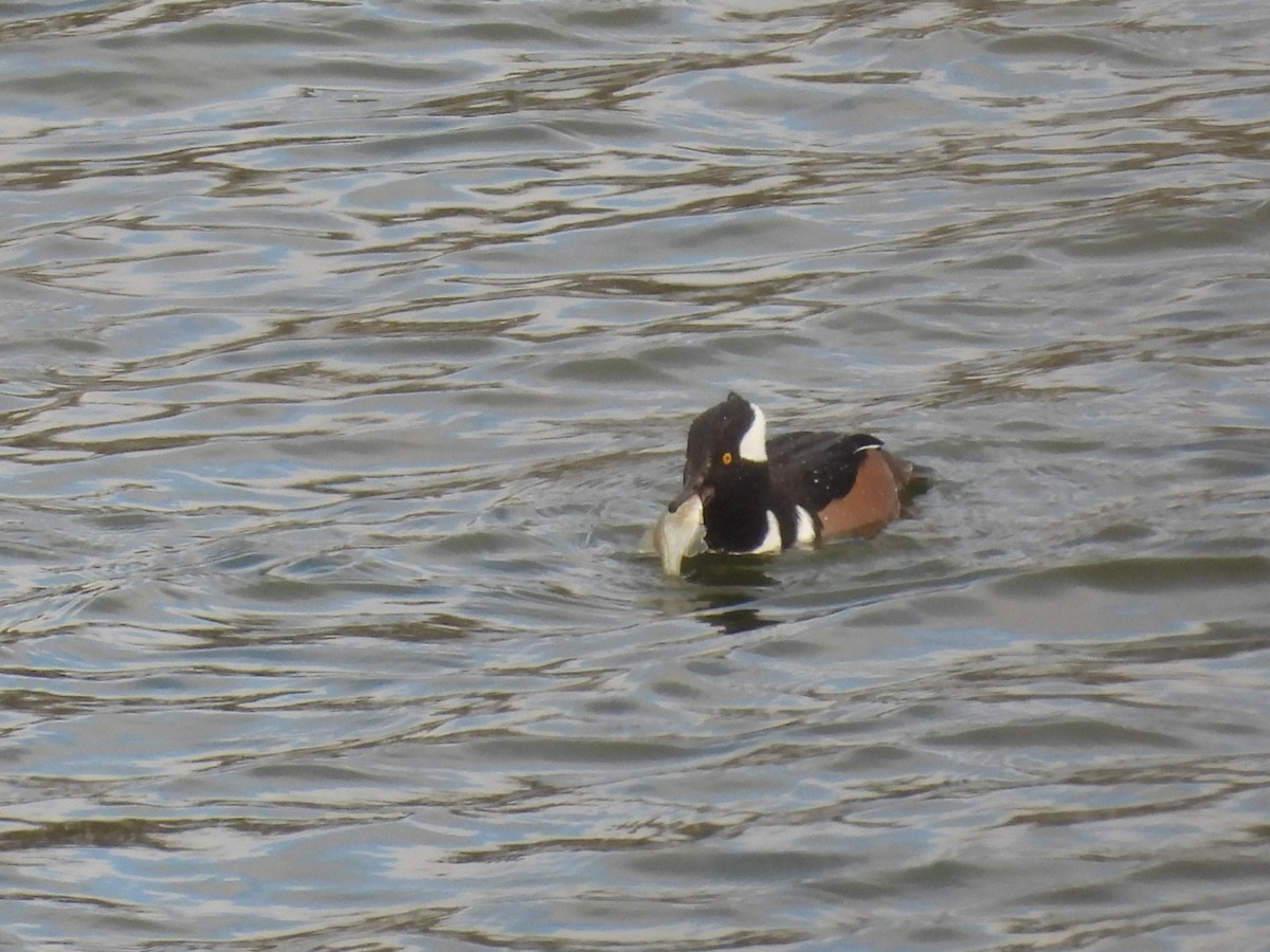 Harle couronné - ML646317523