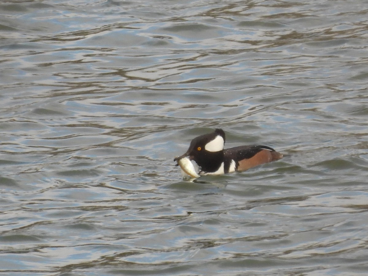 Harle couronné - ML646317524