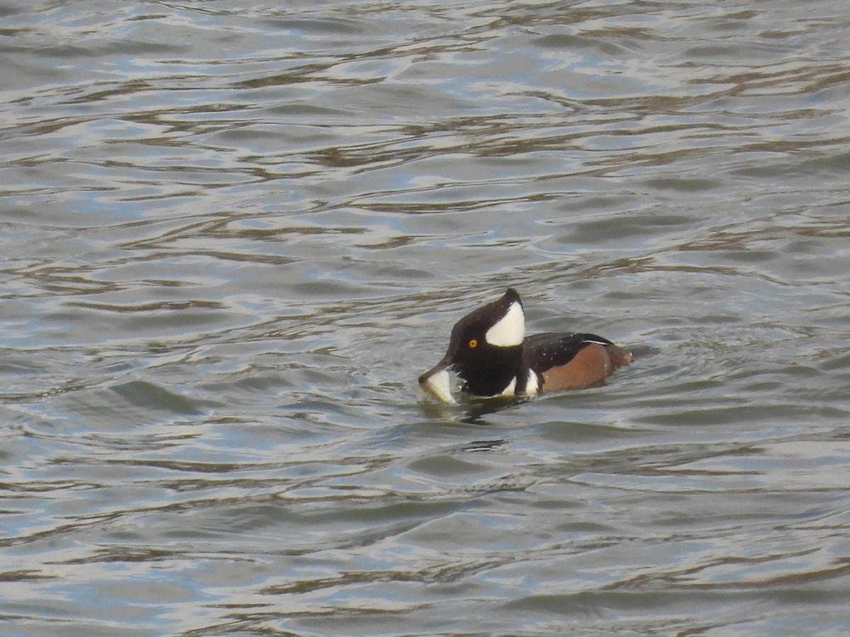 Harle couronné - ML646317525