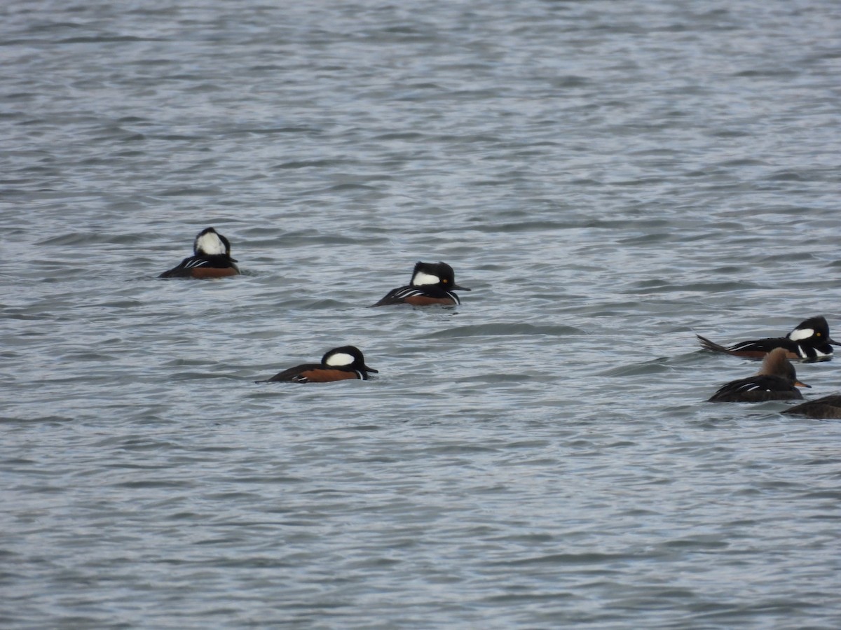 Harle couronné - ML646317526