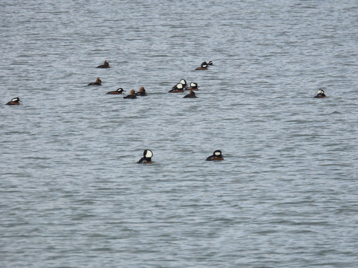 Harle couronné - ML646317527