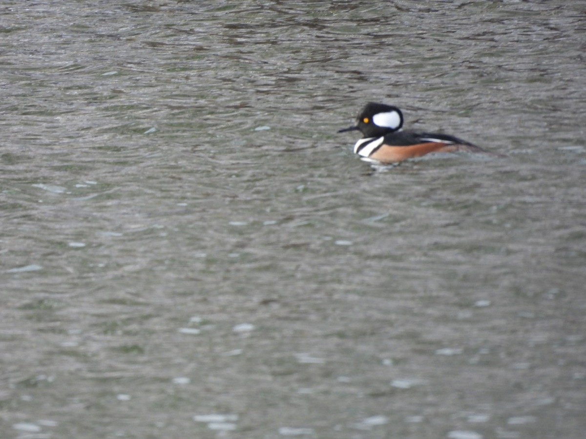 Harle couronné - ML646317528