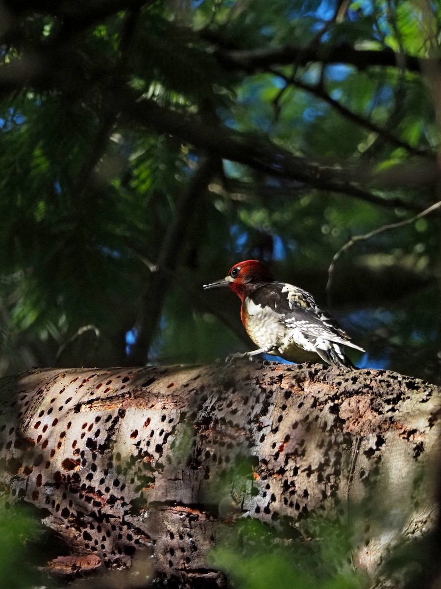 Red-breasted Sapsucker (daggetti) - ML646317530