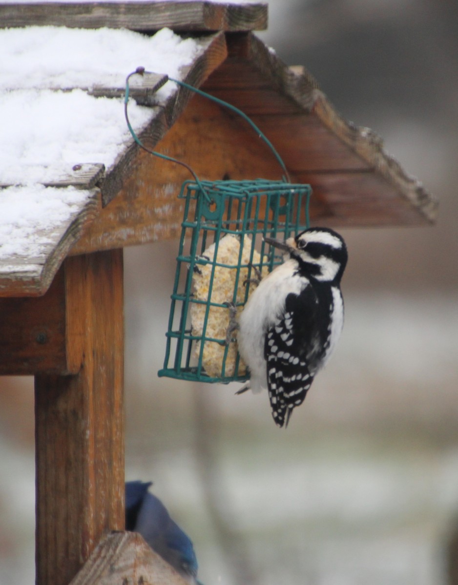 Hairy Woodpecker - ML646317531